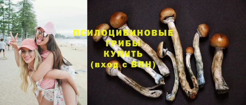 Галлюциногенные грибы Psilocybe  Тавда 